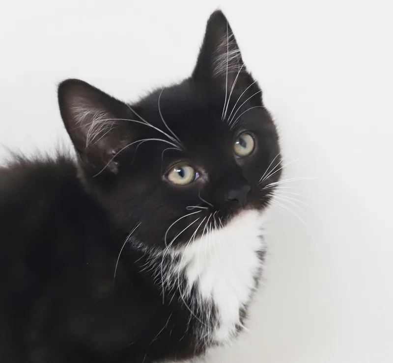 Twinkie Is Terrific Teeny thumbnail 4