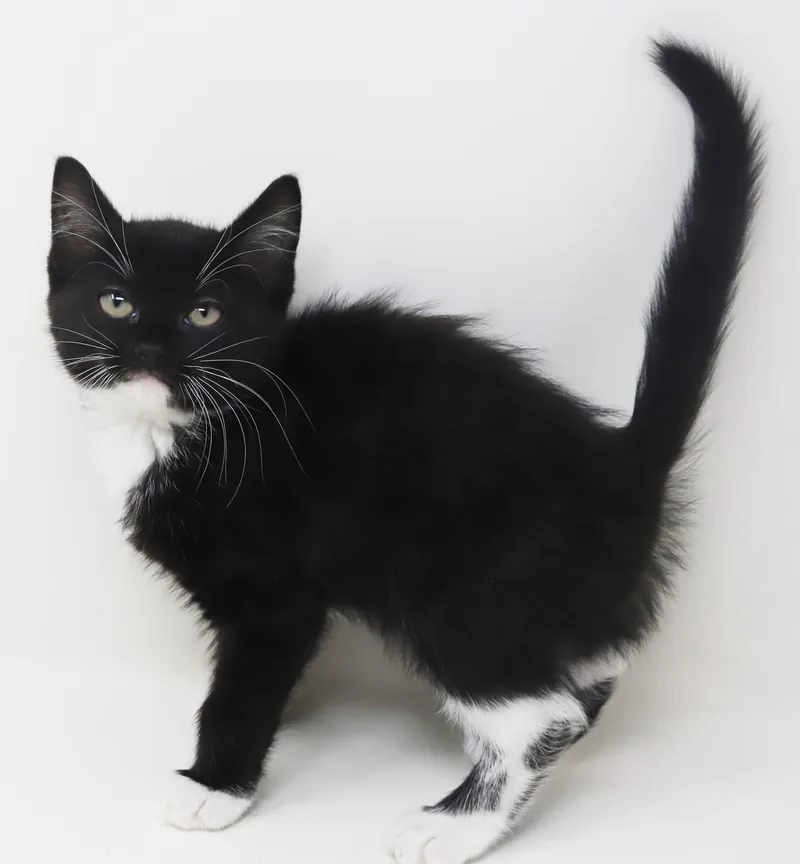 Twinkie Is Terrific Teeny thumbnail 5