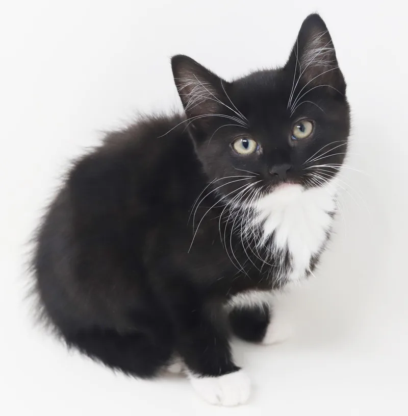 Twinkie Is Terrific Teeny thumbnail 6