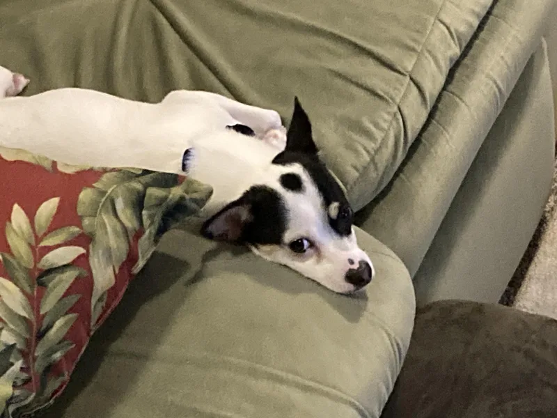 Tiffany Valentine thumbnail 2