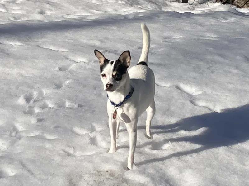 Tiffany Valentine thumbnail 3