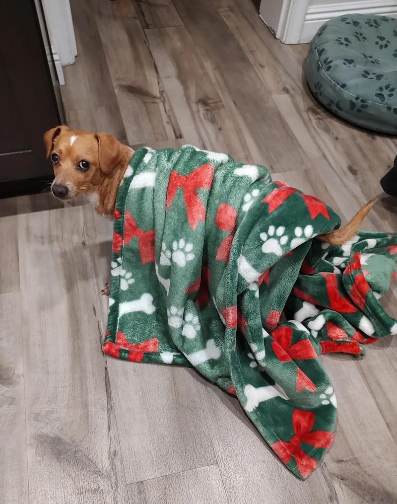 Peanut thumbnail 4