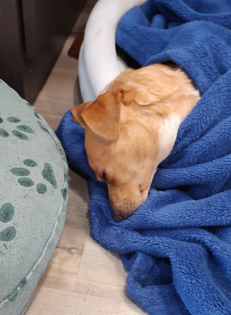 Peanut thumbnail 5