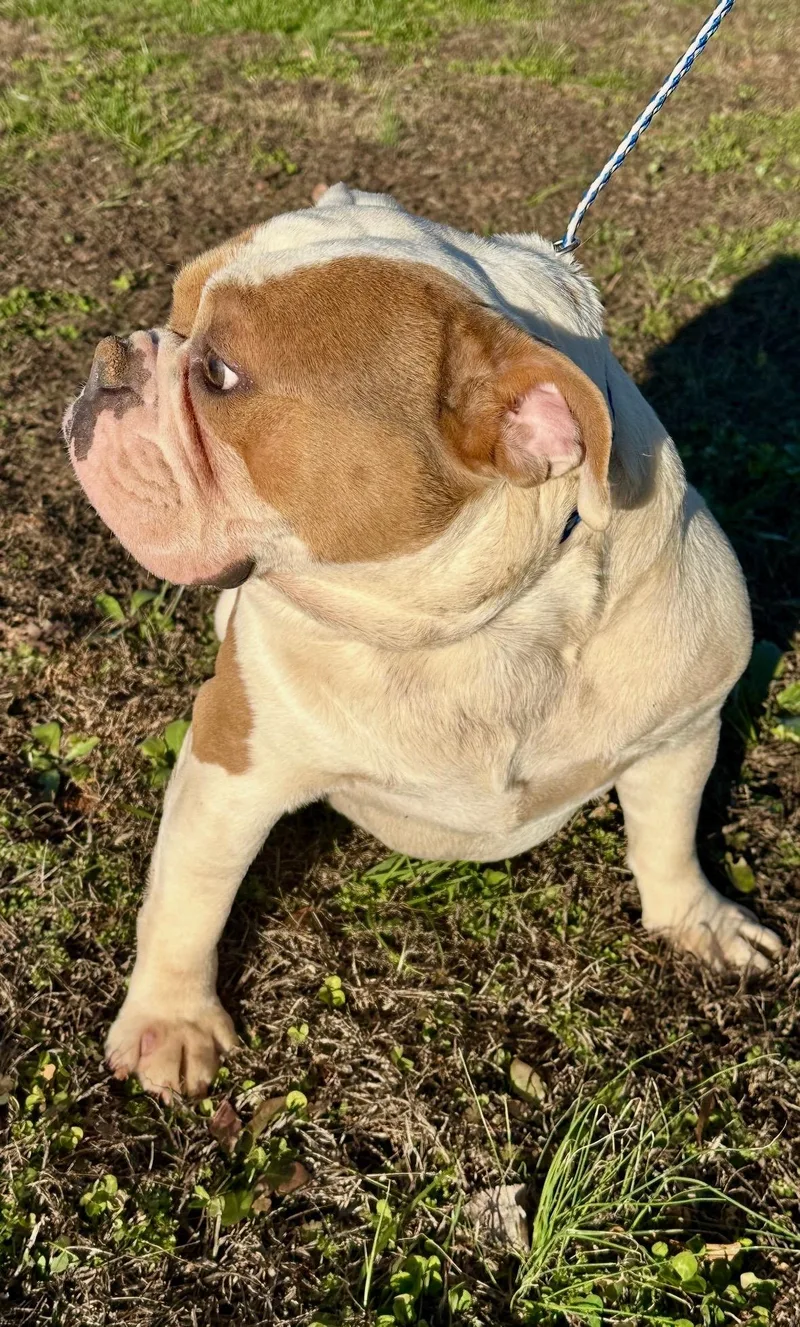 Spot And Spike photo 1