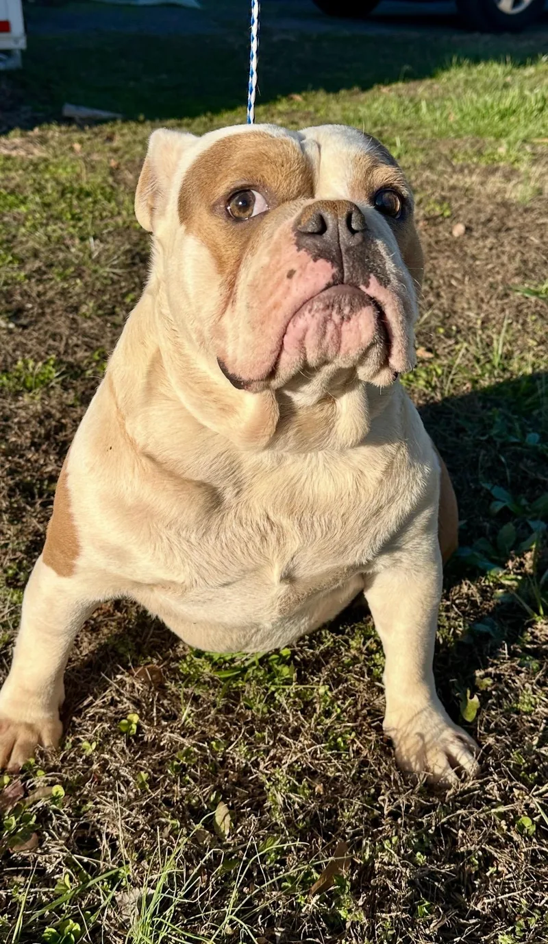 Spot And Spike thumbnail 5