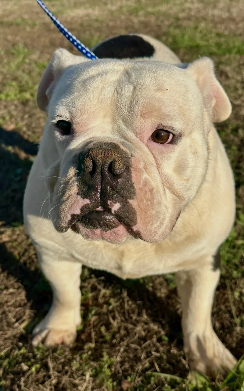 Spot And Spike thumbnail 6