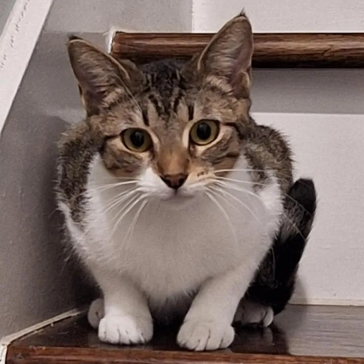 Trolli Houston thumbnail 2