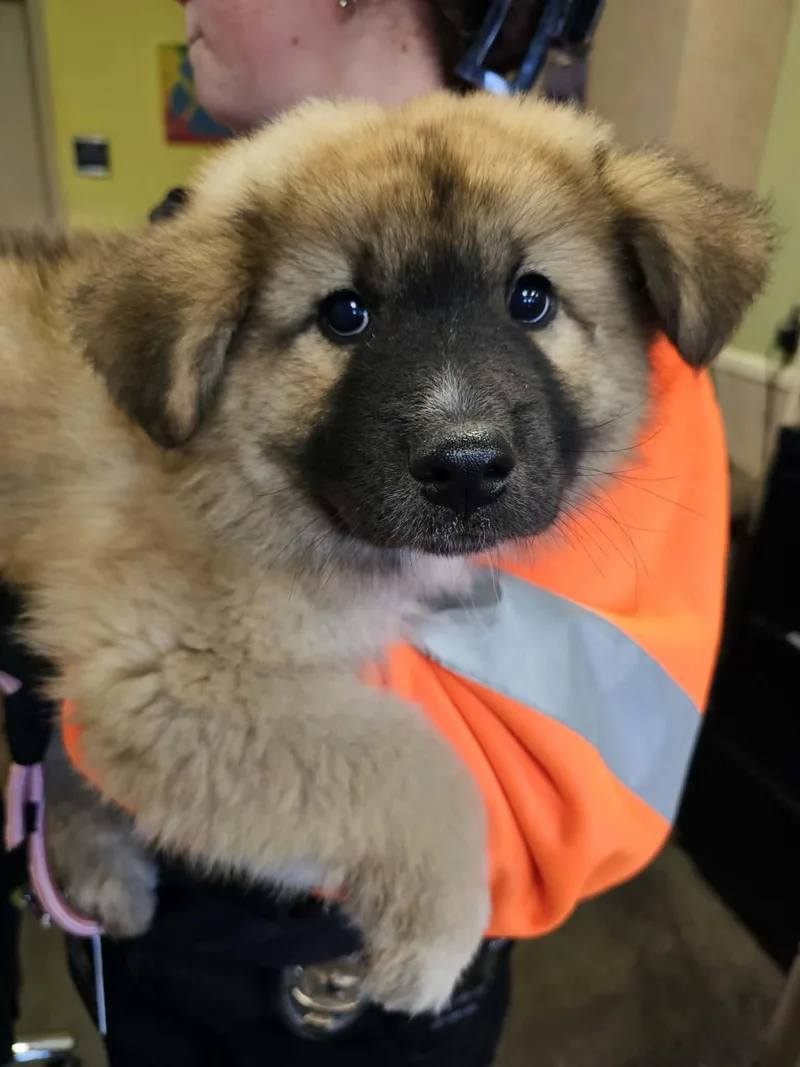 Found Stray: Yogi Pawerra