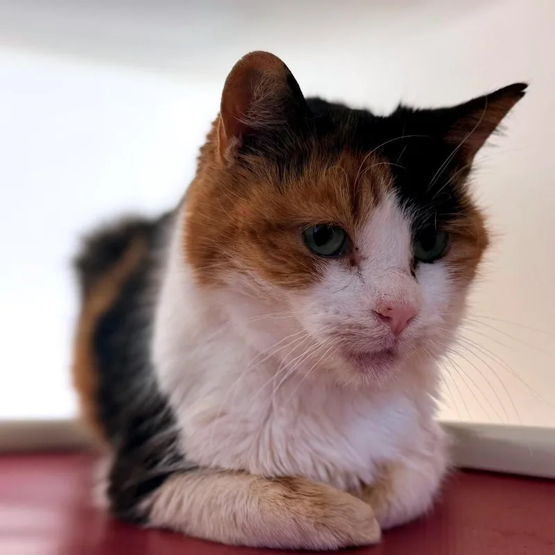 Gretchen thumbnail 3