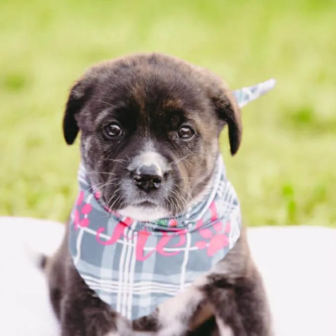 Brandywine D Arriving