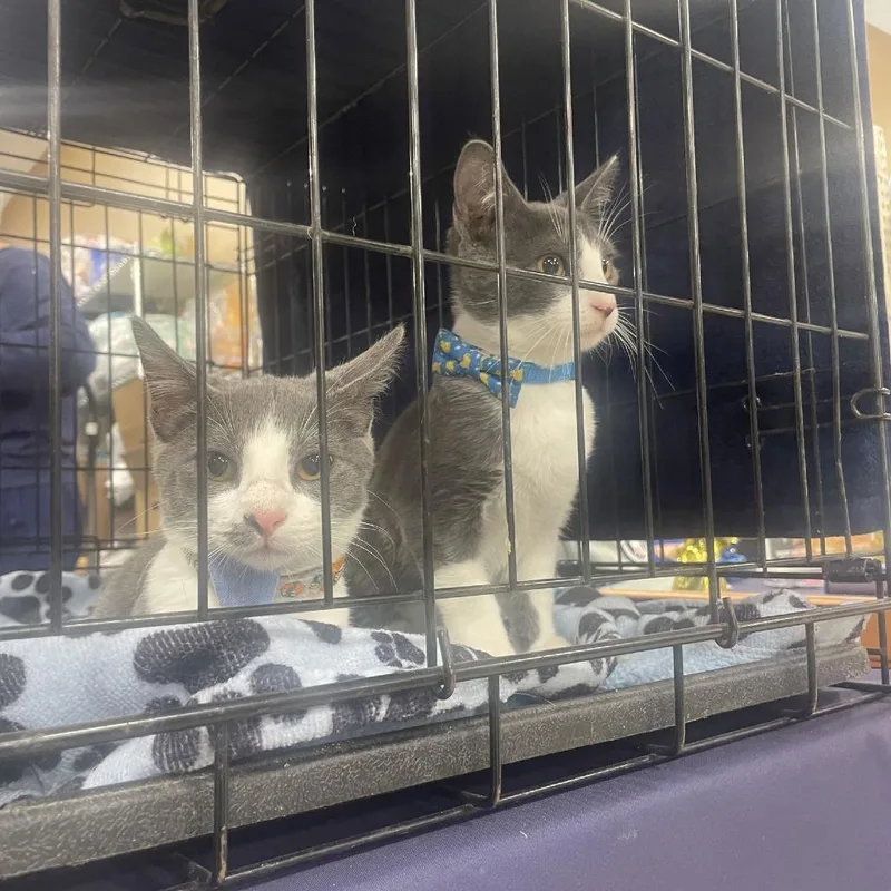 Booboo C thumbnail 2