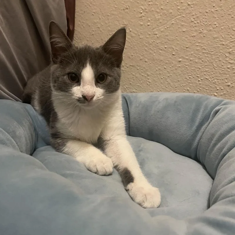 Booboo C thumbnail 3