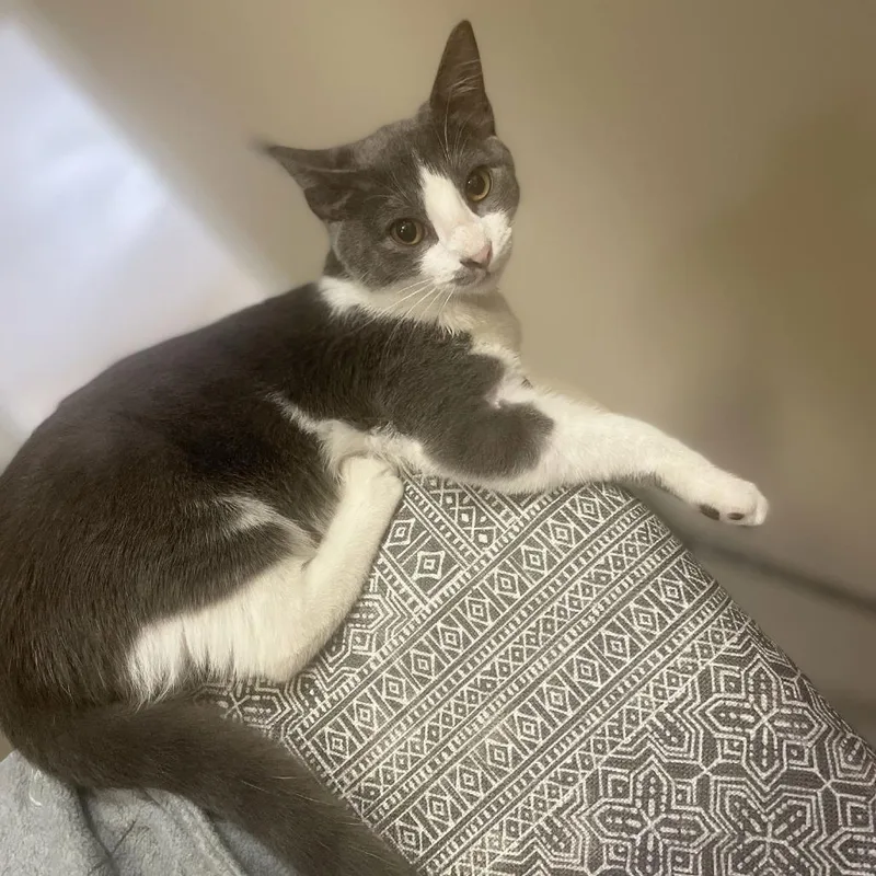 Booboo C thumbnail 4