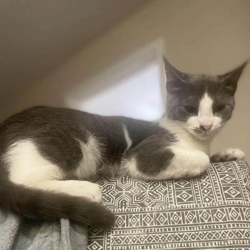 Booboo C thumbnail 5