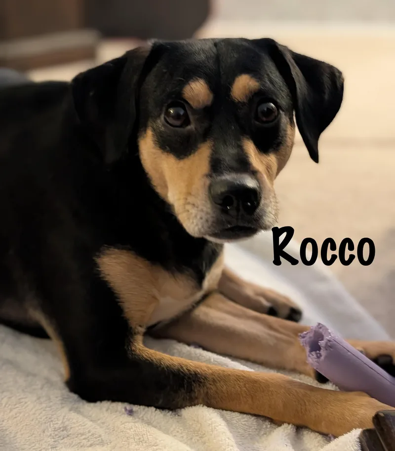 Rocco thumbnail 2