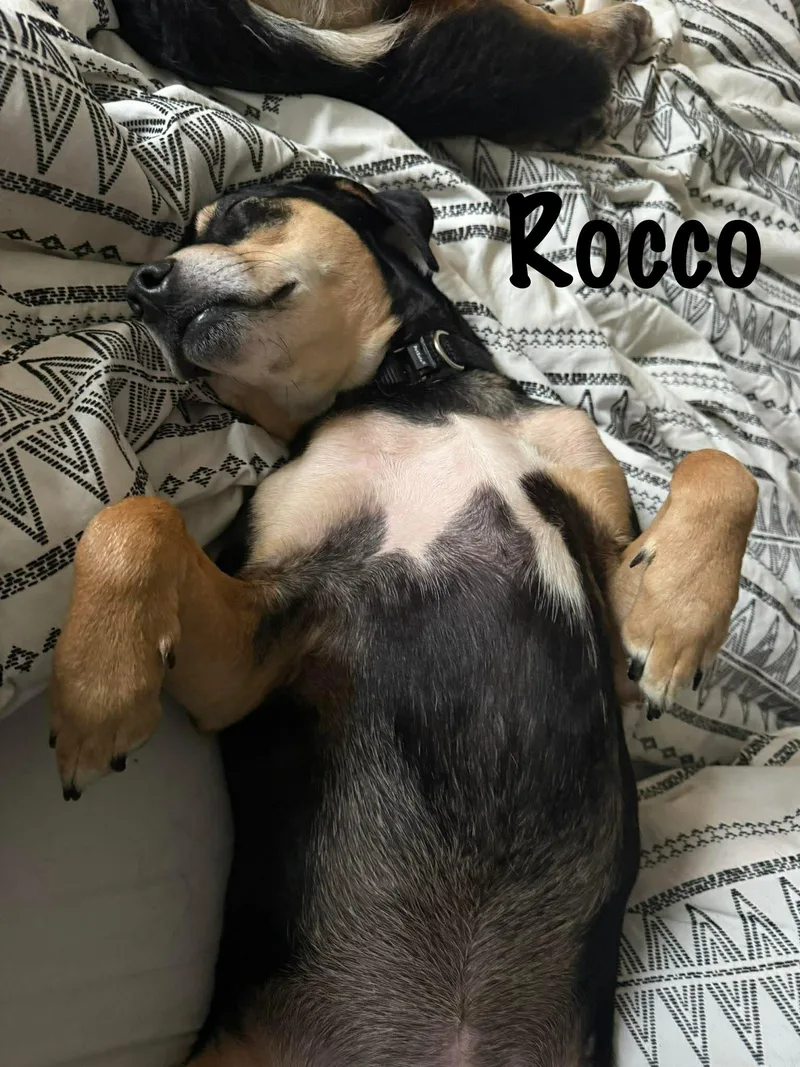 Rocco thumbnail 3