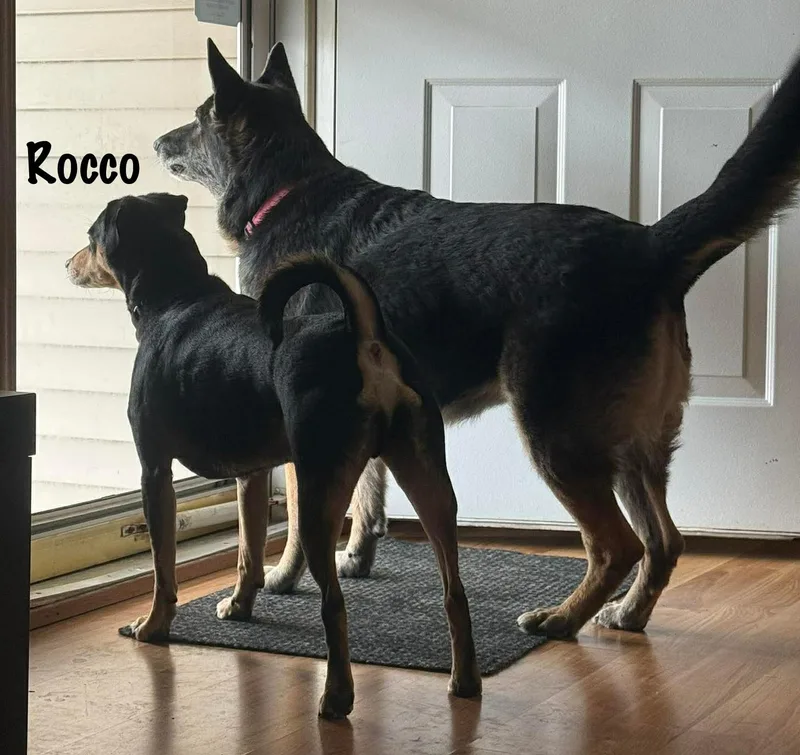 Rocco thumbnail 4