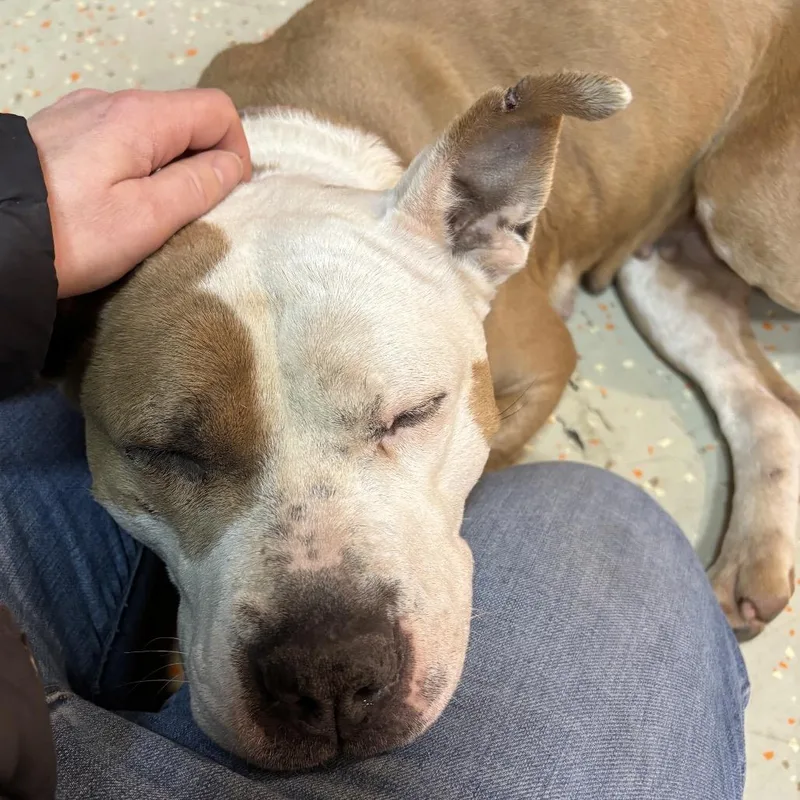 Gracie Lou thumbnail 3