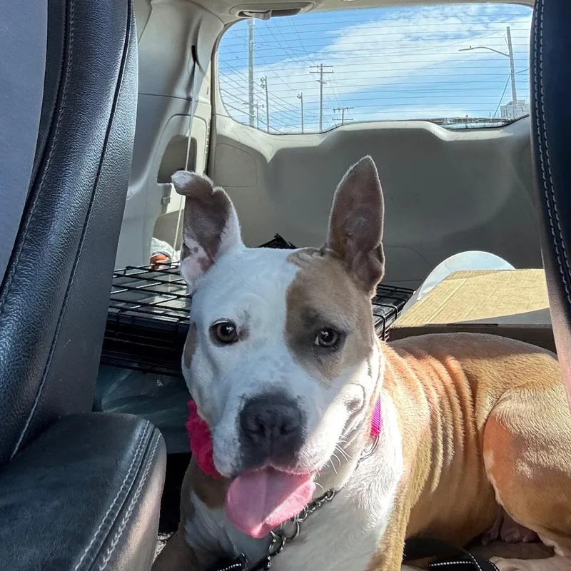 Gracie Lou thumbnail 5