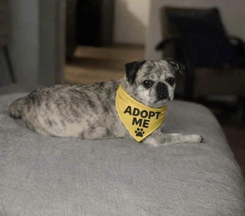 An adult small-sized male Pug dog named Clark for adoption in China Township, MI