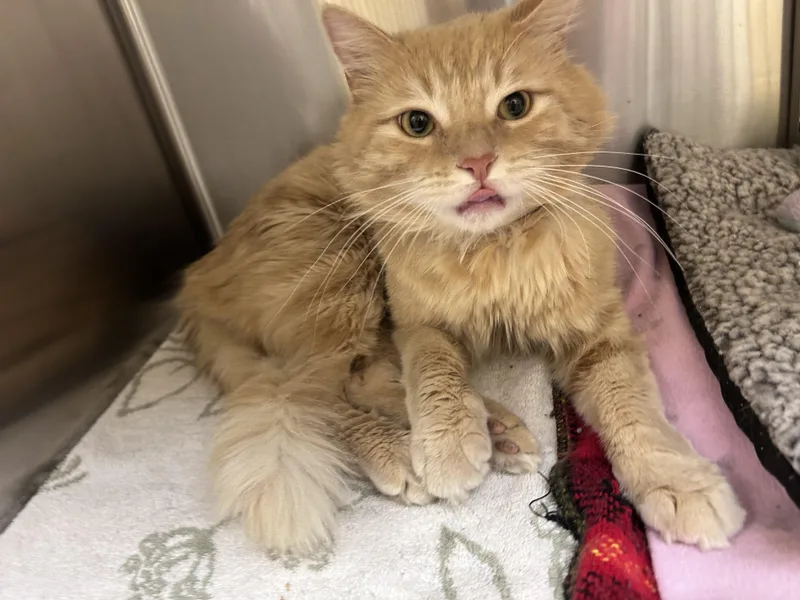 Skipjack thumbnail 2