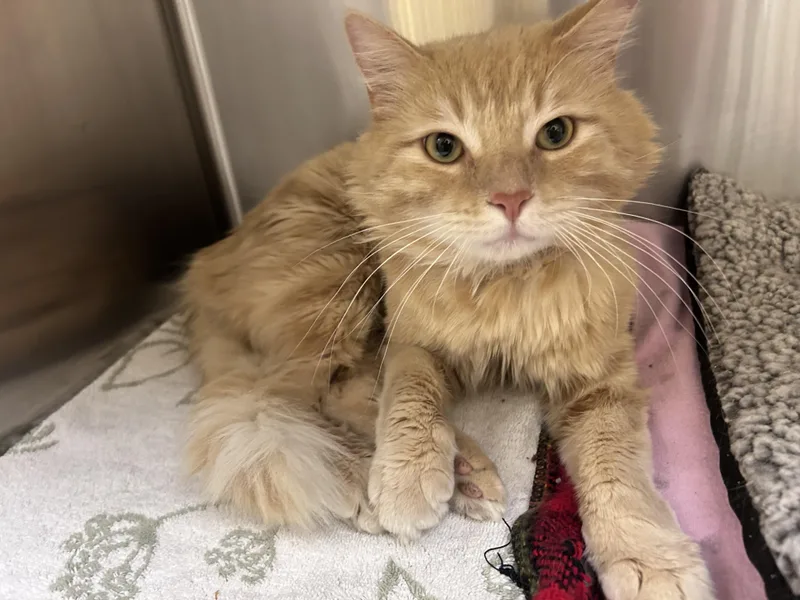 Skipjack thumbnail 3