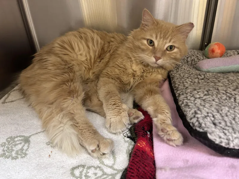 Skipjack thumbnail 4