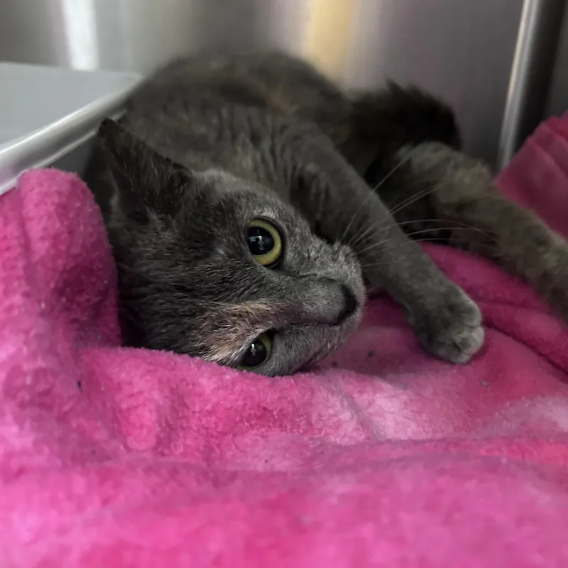 Starburst thumbnail 2