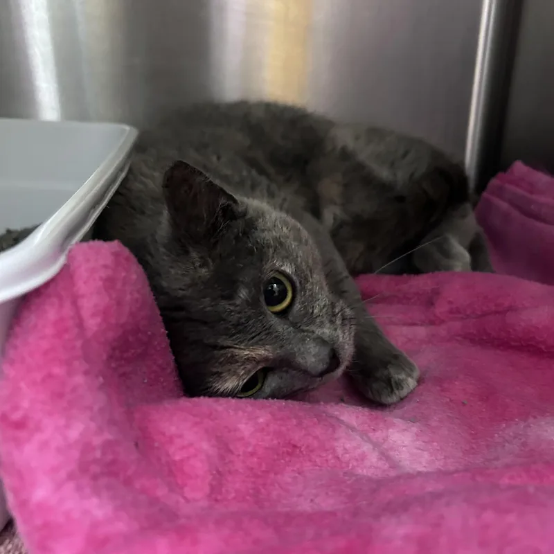 Starburst thumbnail 3