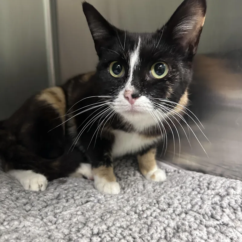 Sweet Tart thumbnail 2