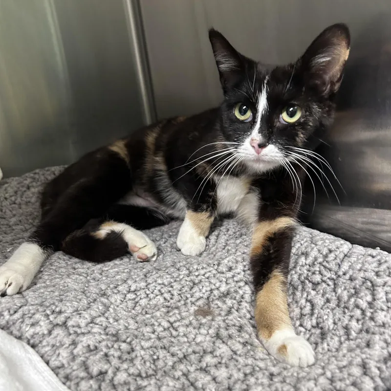 Sweet Tart thumbnail 3