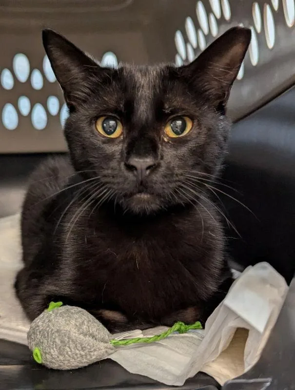 Roosevelt thumbnail 3