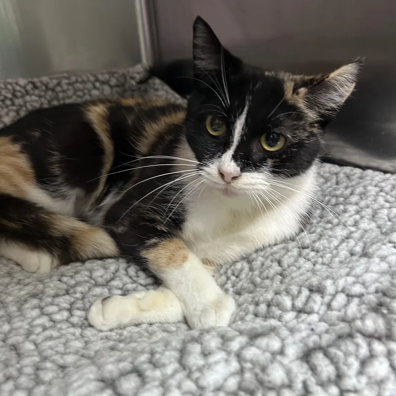 Laffy Taffy thumbnail 2