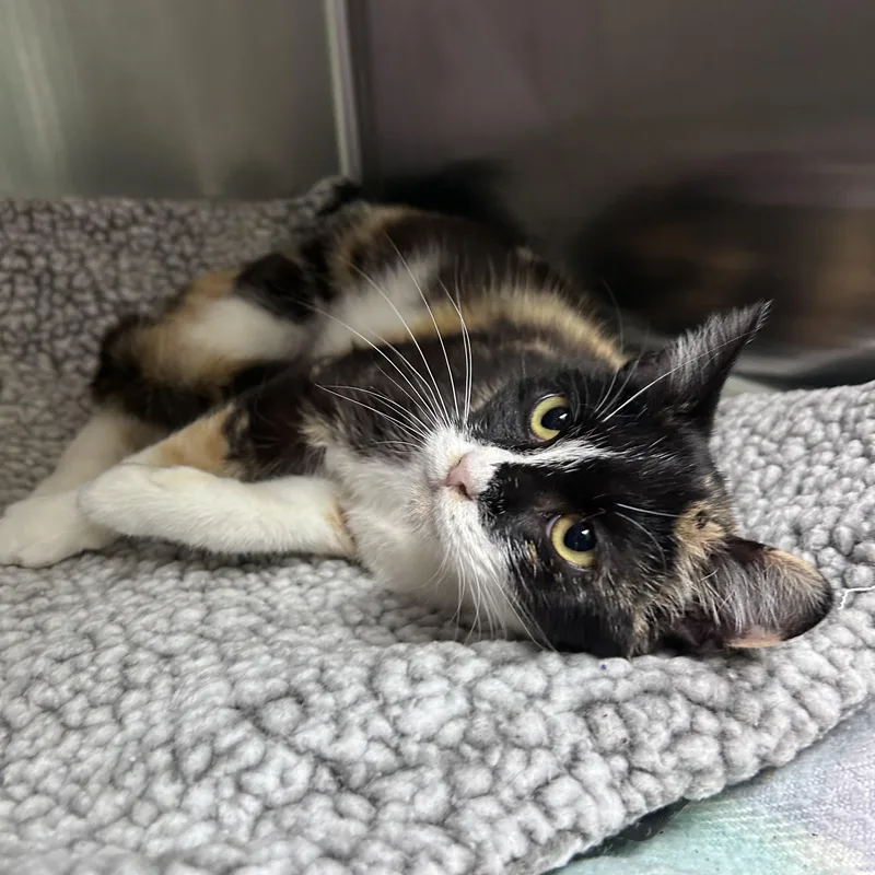 Laffy Taffy thumbnail 3