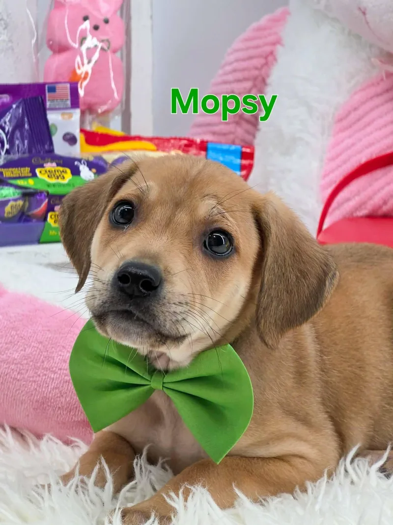 Mopsy