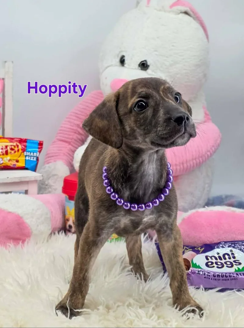 Hoppity