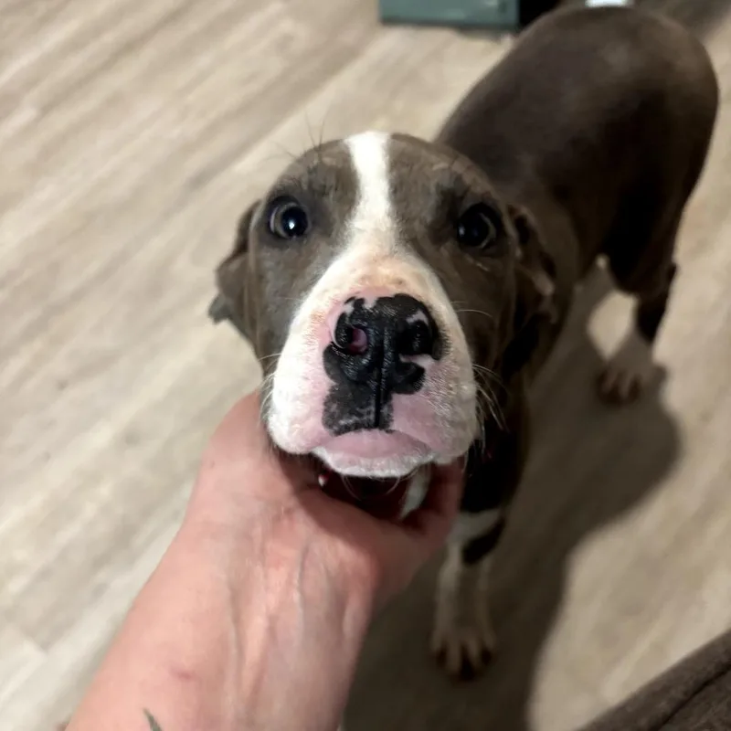 Nyteburn thumbnail 6