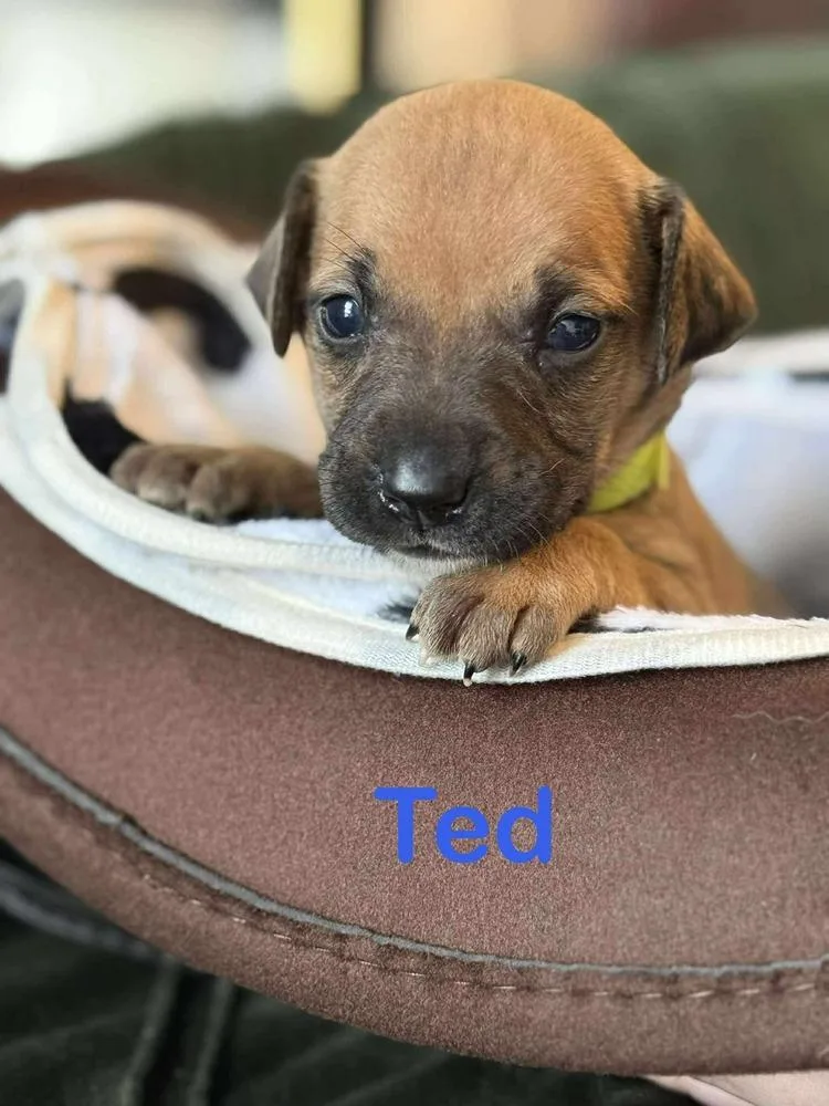 Ted