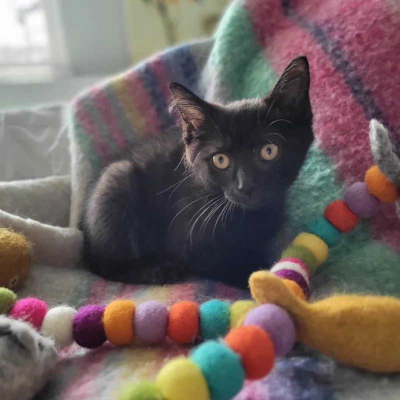 Khaleesi thumbnail 2