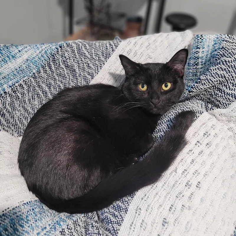 Khaleesi thumbnail 4