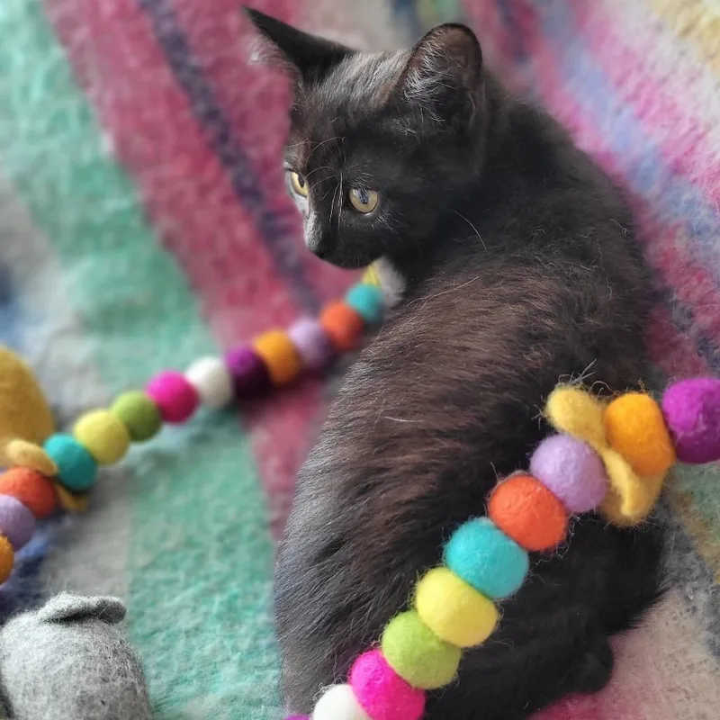 Khaleesi thumbnail 5