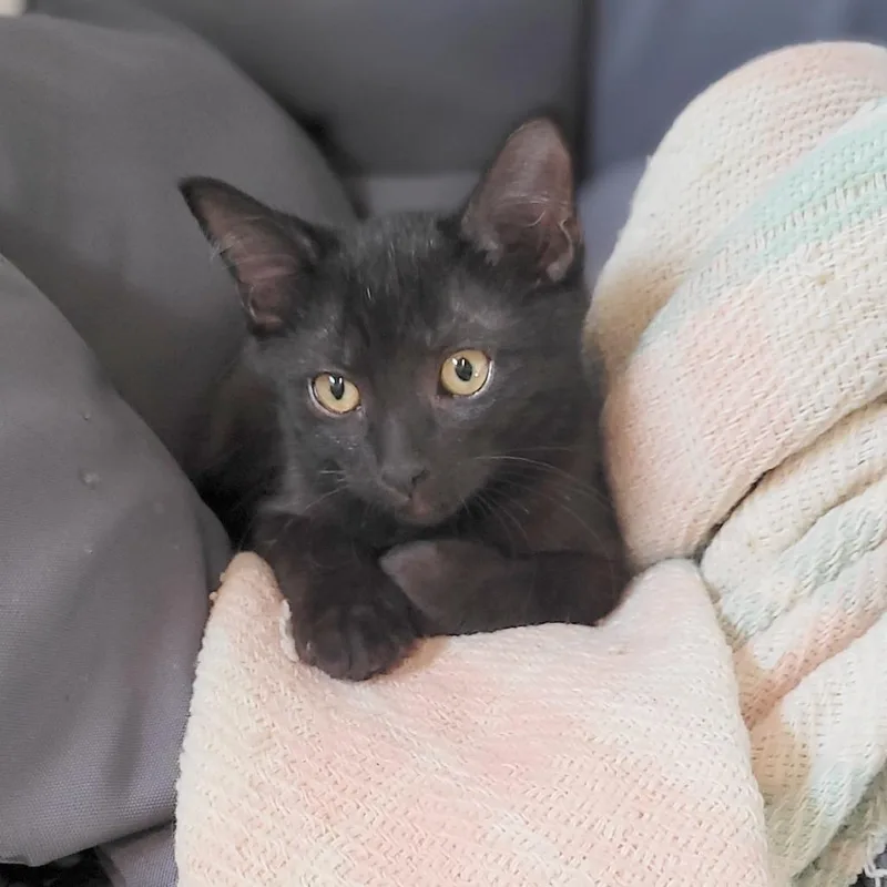 Khaleesi thumbnail 6