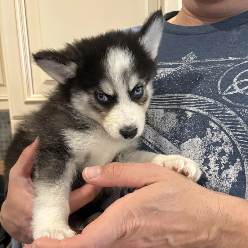 Licorice thumbnail 2