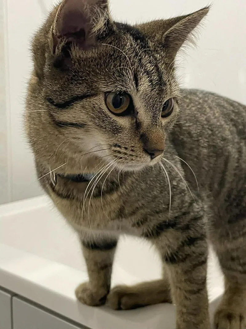 Calista & Charlie thumbnail 3