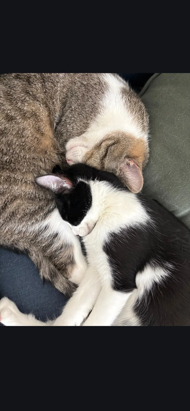 Yukon Cornelius thumbnail 3