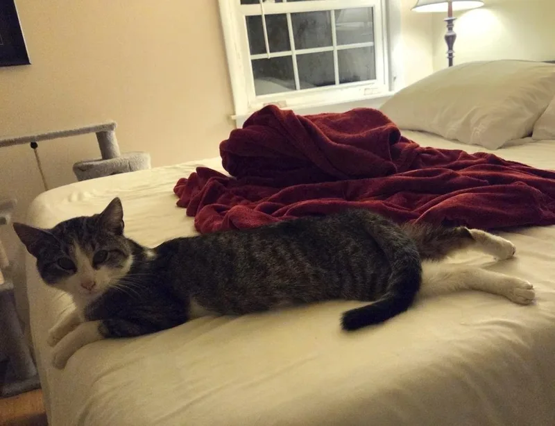 Yukon Cornelius thumbnail 4