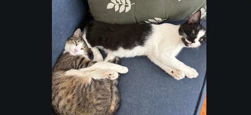 Yukon Cornelius thumbnail 5