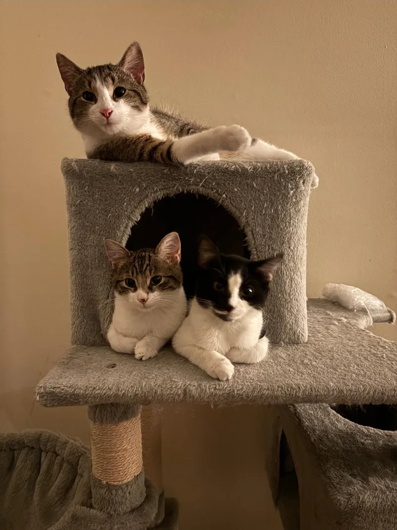 Yukon Cornelius thumbnail 6