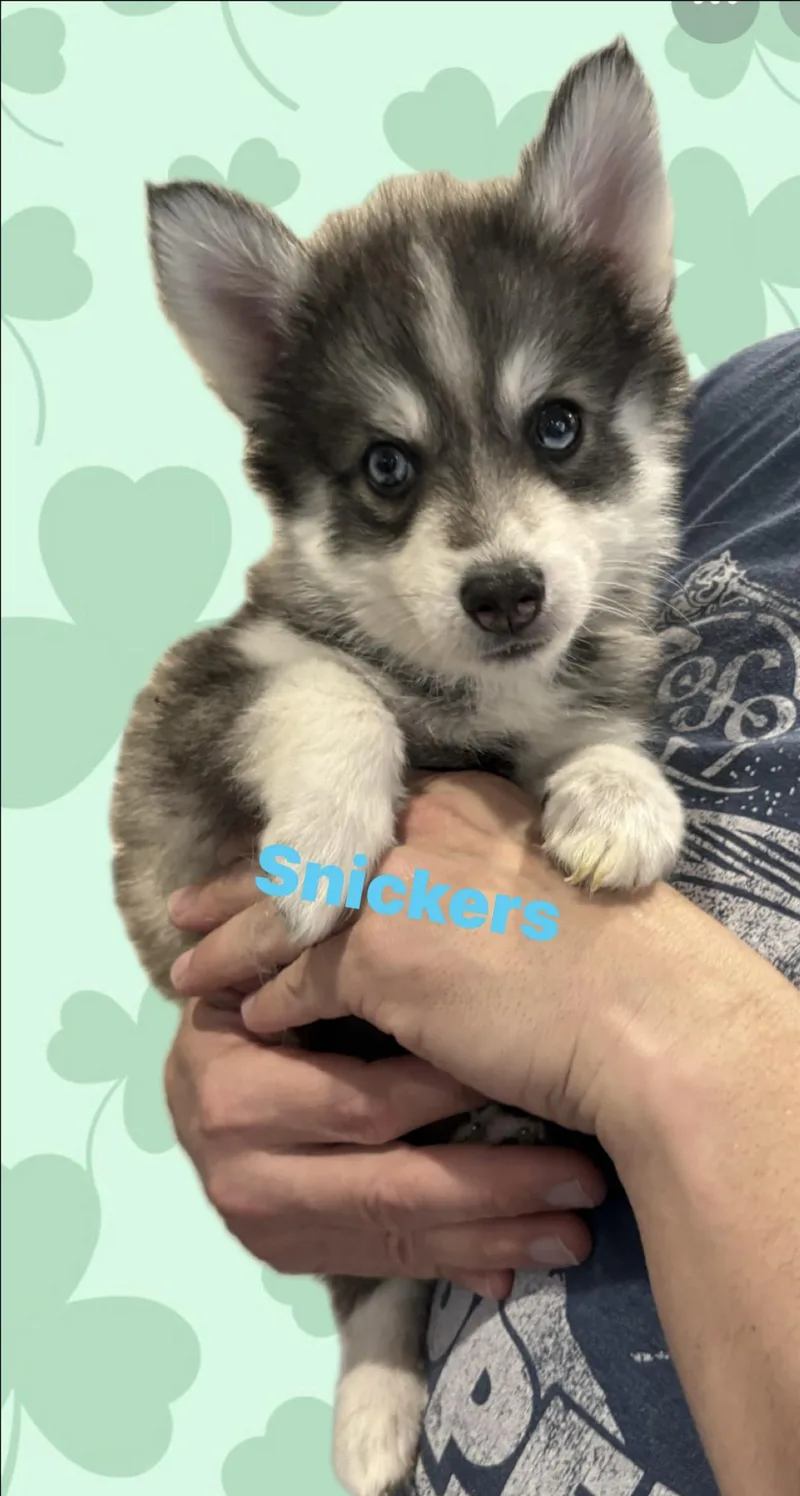 Snickers thumbnail 2