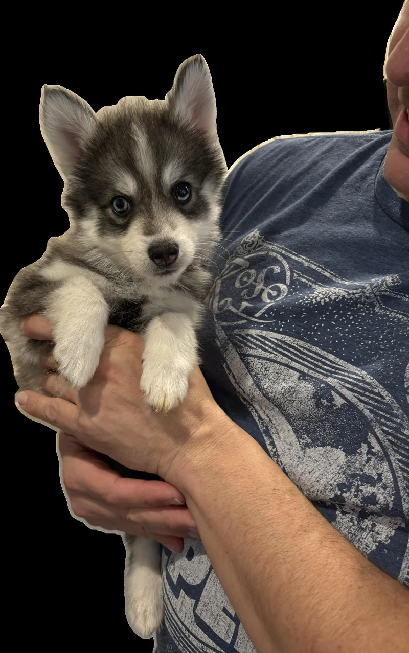 Snickers thumbnail 3